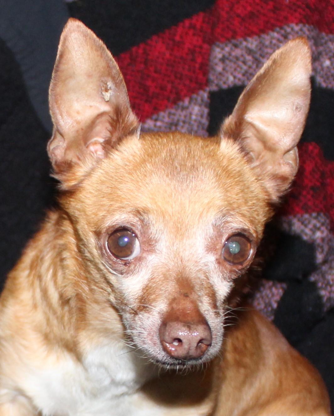 Enlarge Choco, an adopted Chihuahua in Huron, SD image 2/4