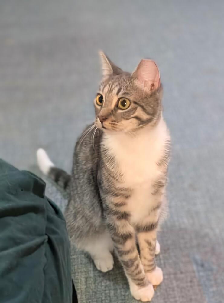 Enlarge Louise, a Adoptable mixed breed in Olyphant, PA image 1/6