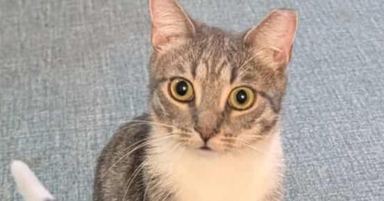 Enlarge Louise, a Adoptable mixed breed in Olyphant, PA image 2/6