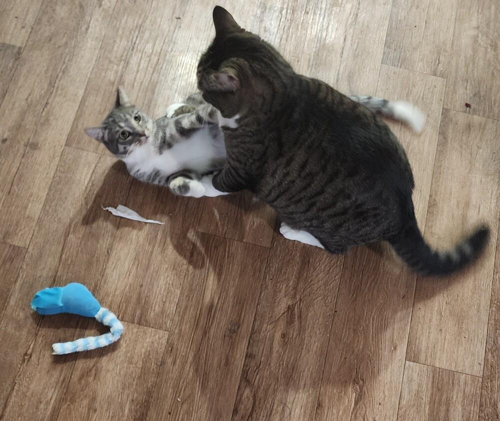 Enlarge Louise, a Adoptable mixed breed in Olyphant, PA image 3/6