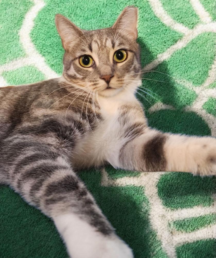 Enlarge Louise, a Adoptable mixed breed in Olyphant, PA image 4/6