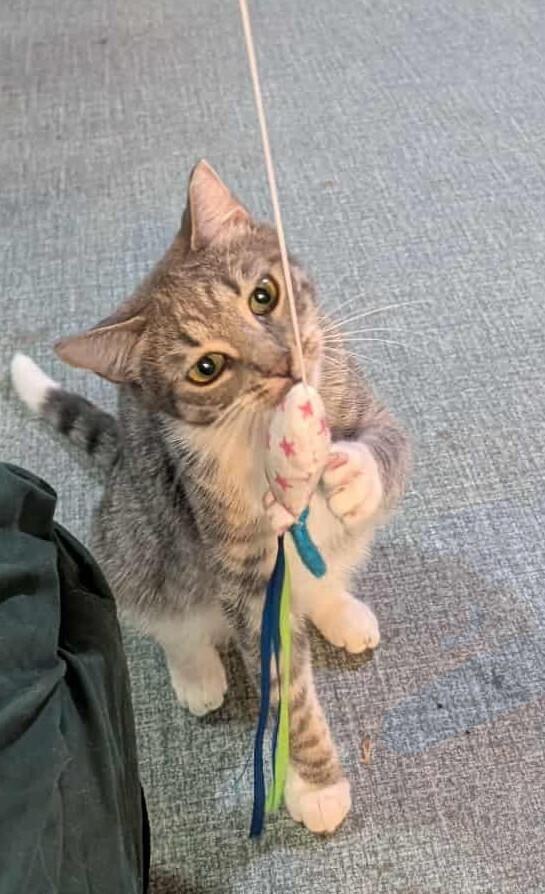 Enlarge Louise, a Adoptable mixed breed in Olyphant, PA image 5/6