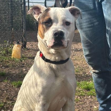 Enlarge KAIN, a ADOPTABLE Mixed Breed in Fernandina Beach, FL image 2/4