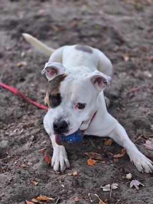 Enlarge KAIN, a ADOPTABLE Mixed Breed in Fernandina Beach, FL image 4/4