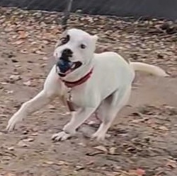 Enlarge KAIN, a ADOPTABLE Mixed Breed in Fernandina Beach, FL image 1/4