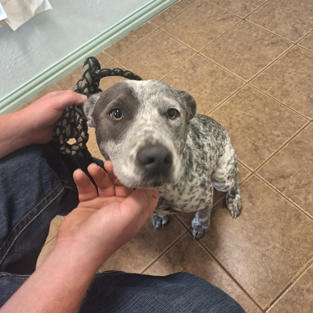 Enlarge Diesel, a Adoptable Australian Cattle Dog / Blue Heeler in Madill, OK image 2/2