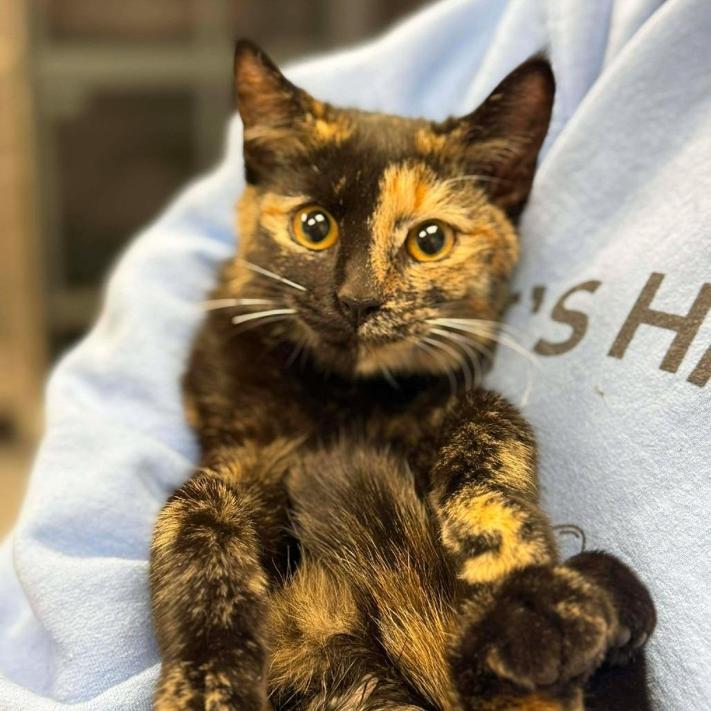 Enlarge Pearl, a Adoptable Domestic Short Hair in Martinsville, VA image 1/2