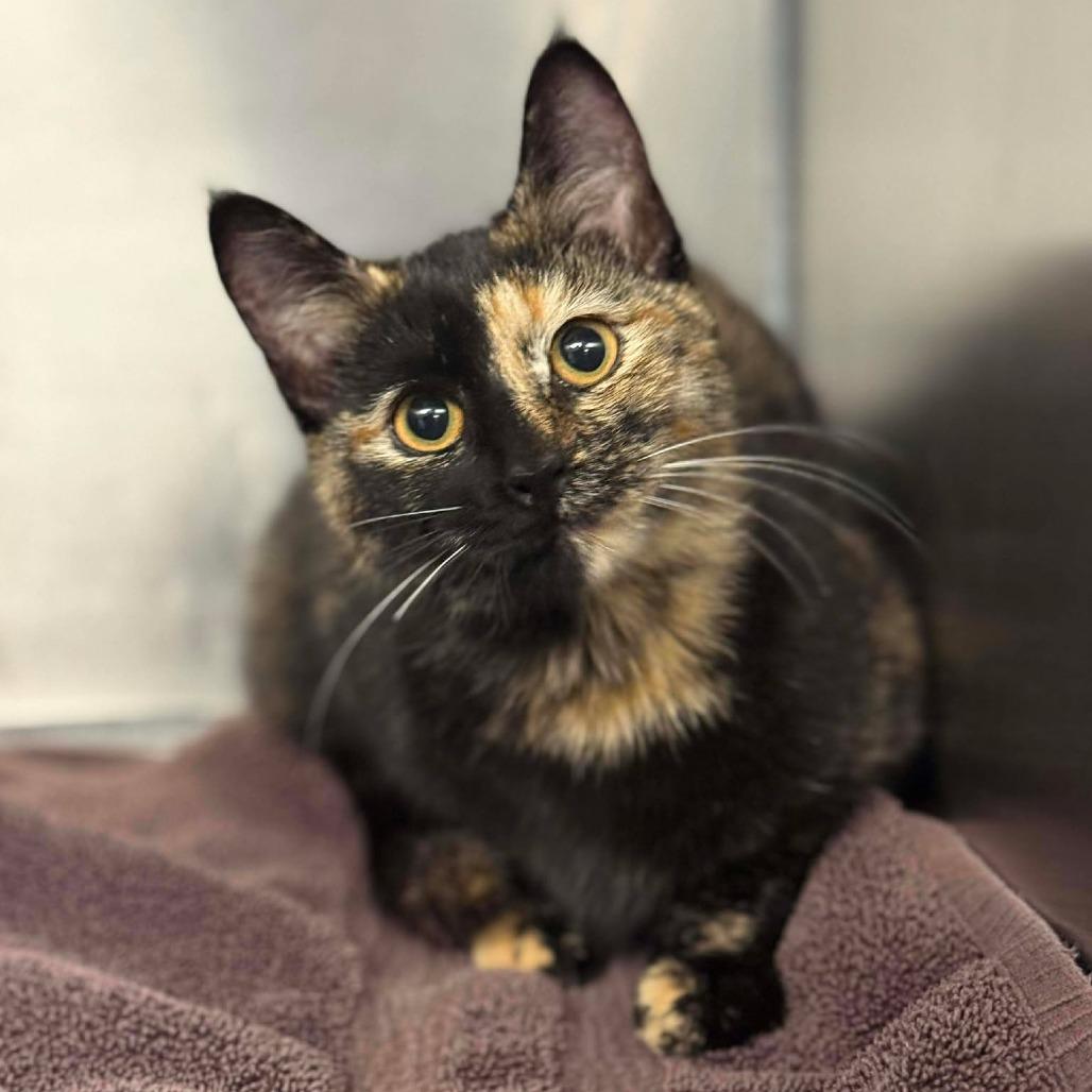 Enlarge Pearl, a Adoptable Domestic Short Hair in Martinsville, VA image 2/2