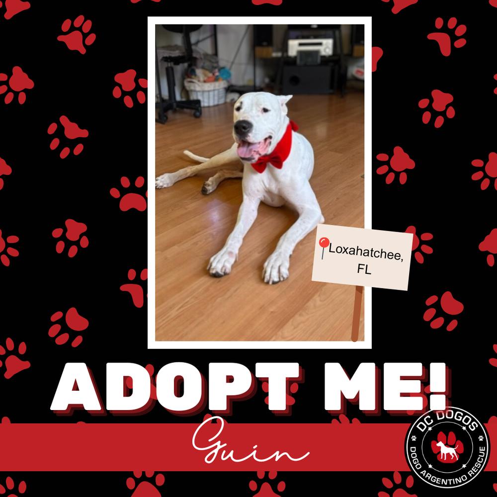 Guin, ADOPTABLE, Adult Female Dogo Argentino.