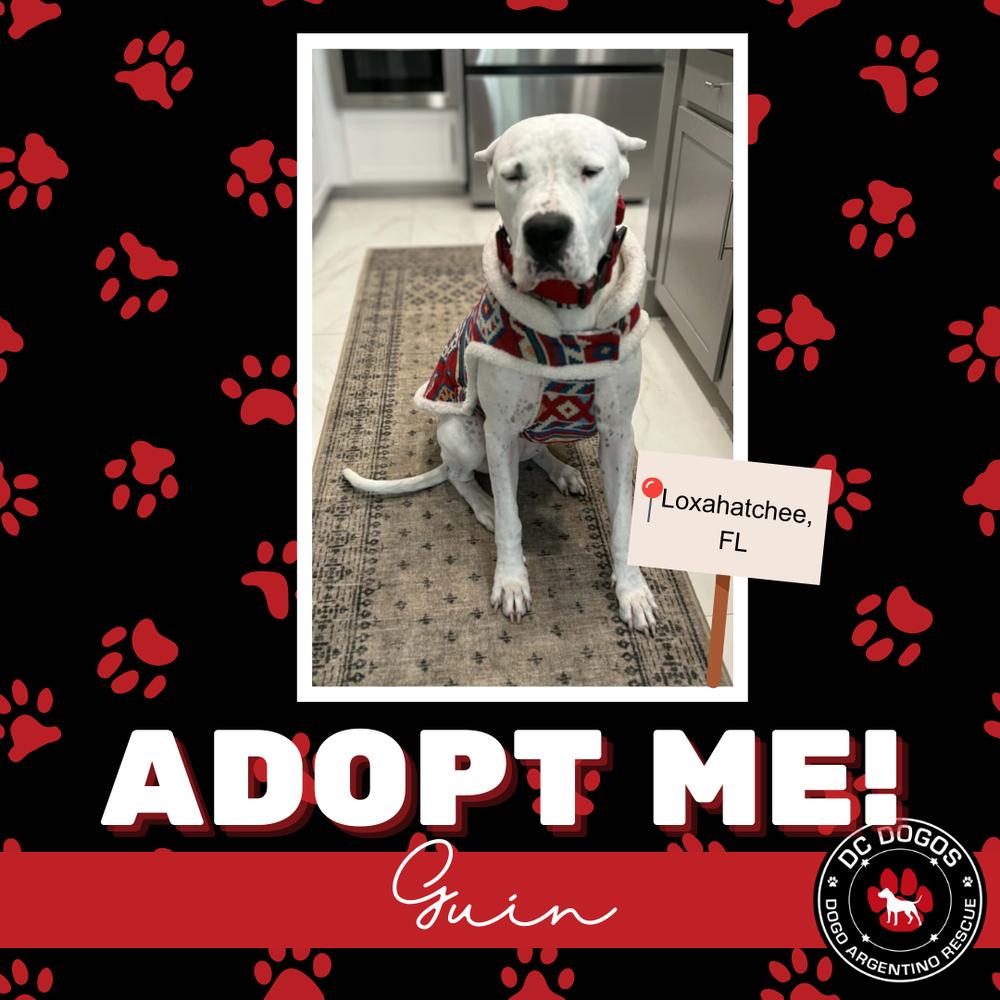 Guin, ADOPTABLE, Adult Female Dogo Argentino.
