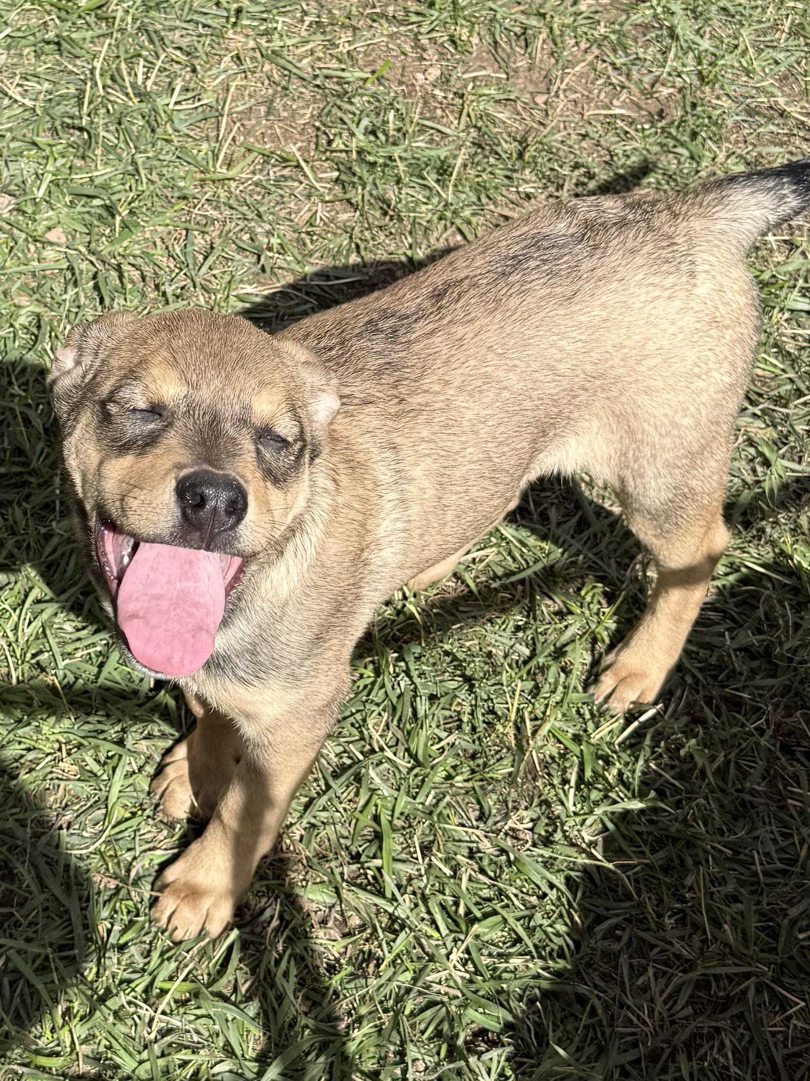 Jellybean, an adoptable Shepherd in eugene, OR, 97402 | Photo Image 4