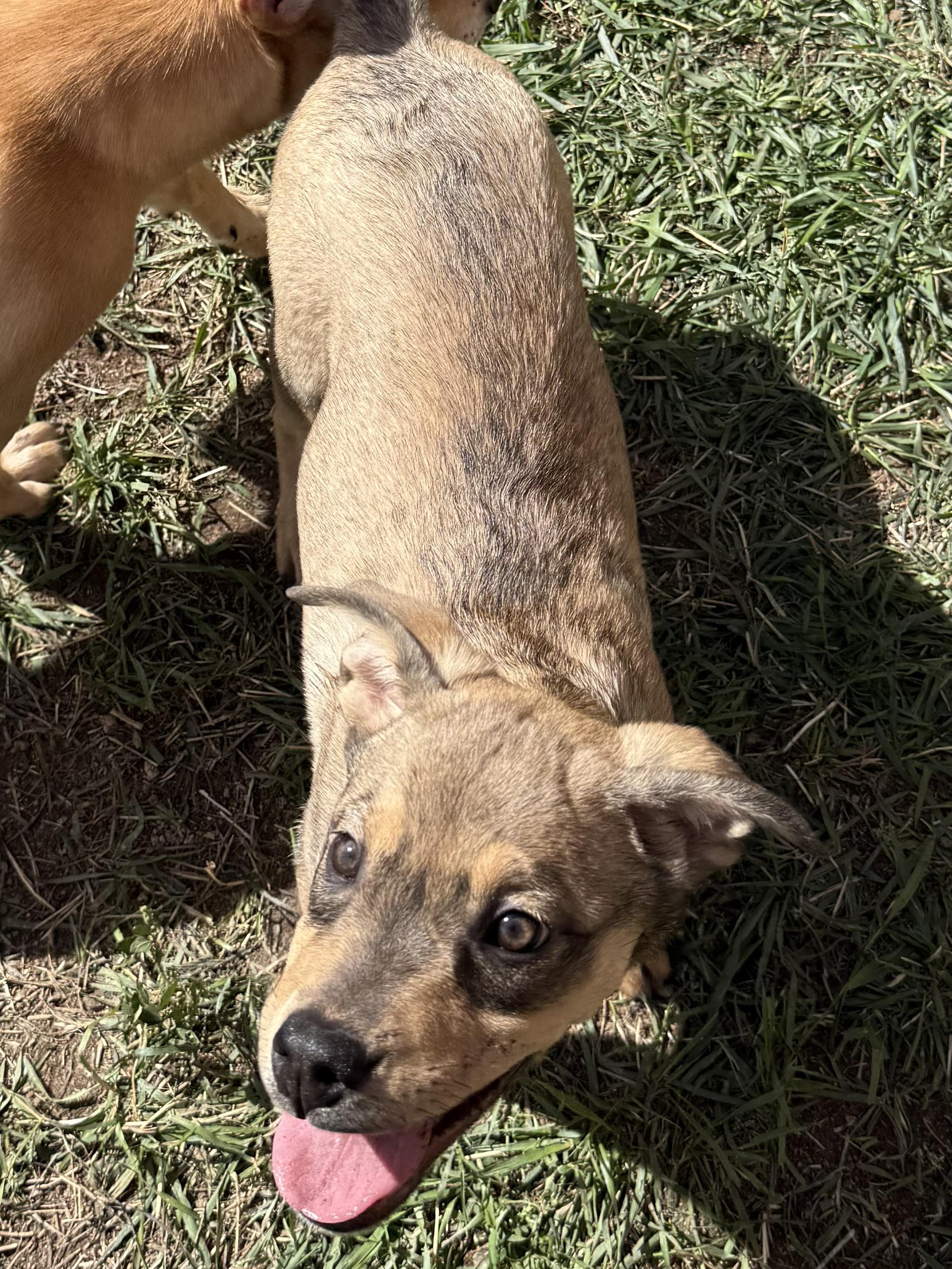 Jellybean, an adoptable Shepherd in eugene, OR, 97402 | Photo Image 2