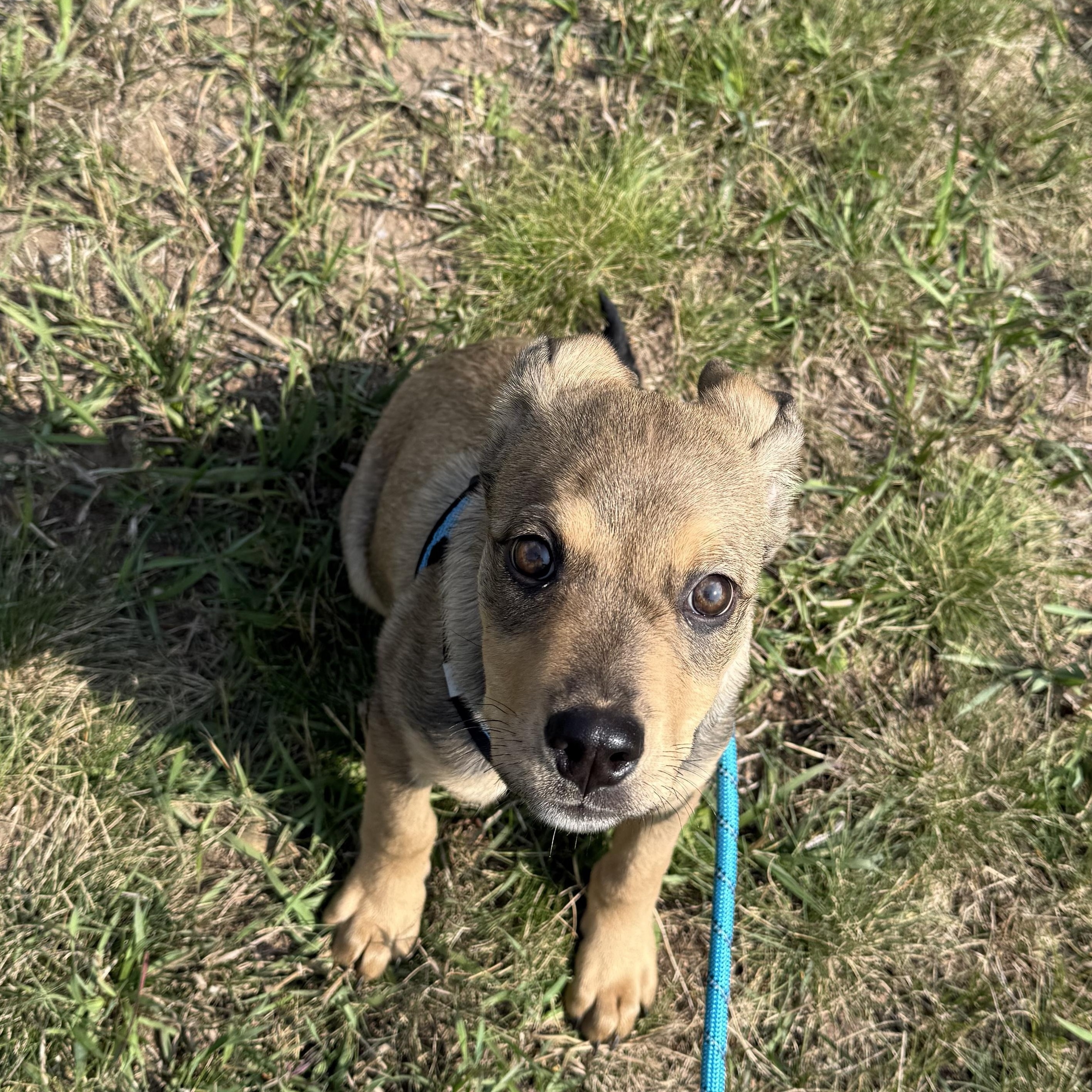 Jellybean, an adoptable Shepherd in eugene, OR, 97402 | Photo Image 3