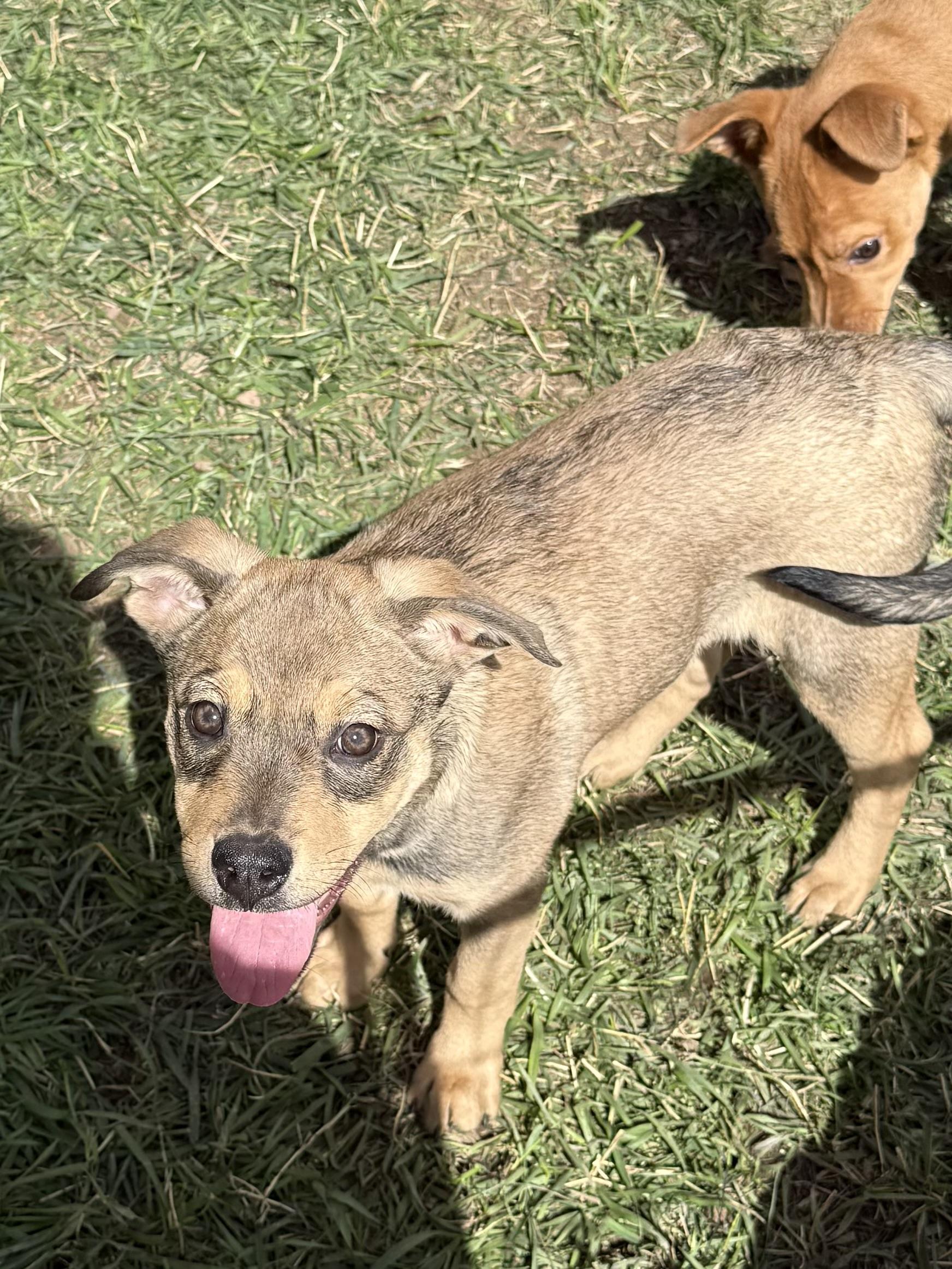 Jellybean, an adoptable Shepherd in eugene, OR, 97402 | Photo Image 1