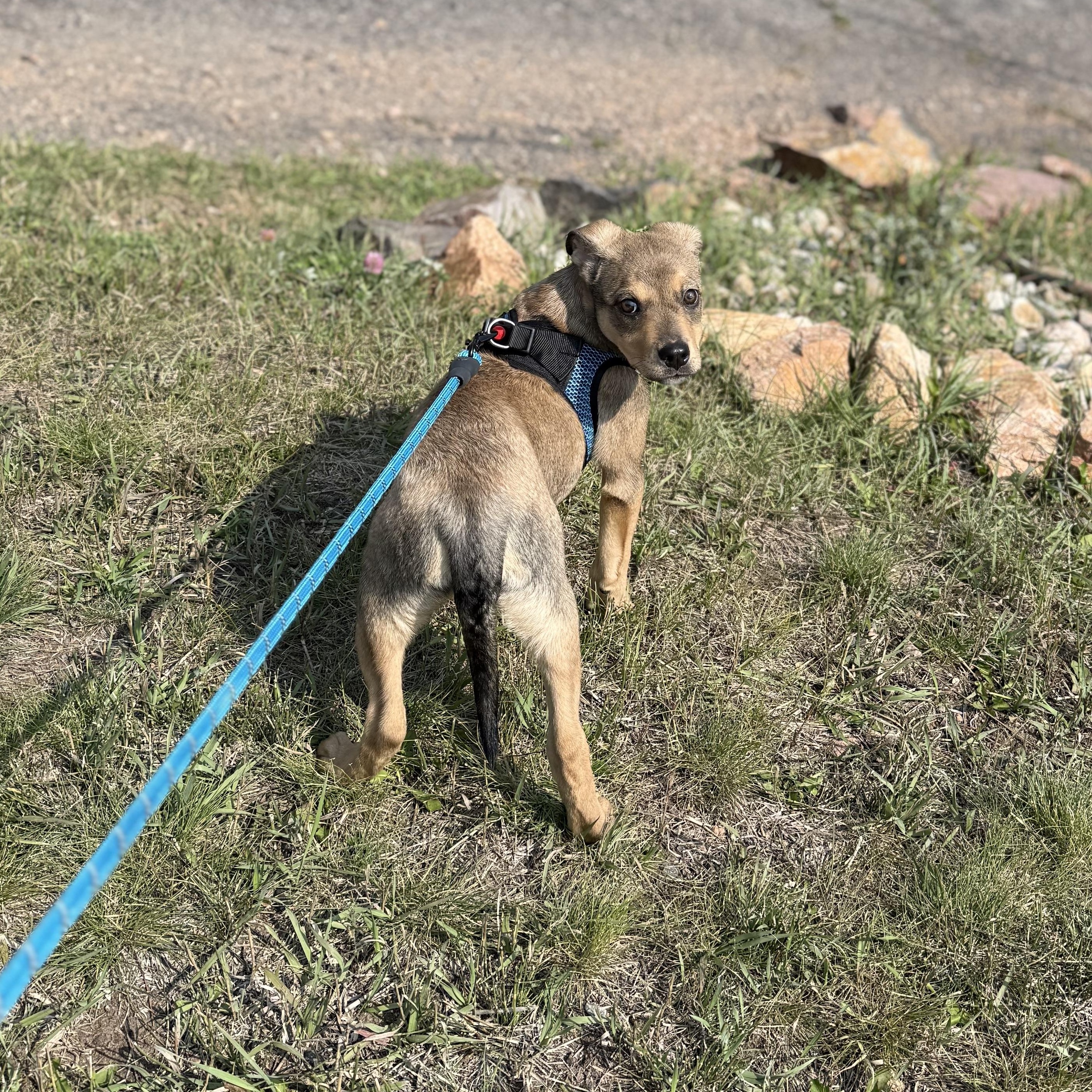 Jellybean, an adoptable Shepherd in eugene, OR, 97402 | Photo Image 5