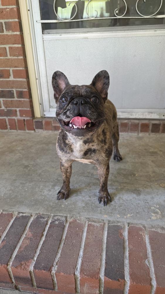 CoCo Chanel, Adoptable, Adult Female French Bulldog.
