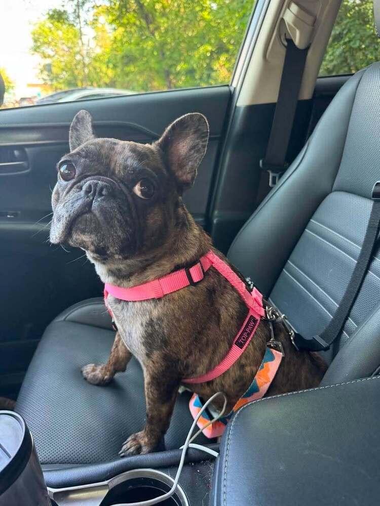 CoCo Chanel, a Adoptable French Bulldog in Heiskell, TN image 2/6