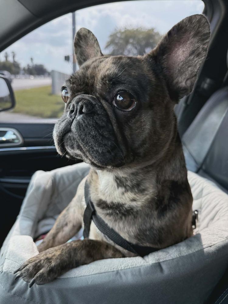 CoCo Chanel, a Adoptable French Bulldog in Heiskell, TN image 3/6