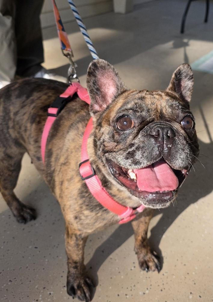 CoCo Chanel, a Adoptable French Bulldog in Heiskell, TN image 4/6