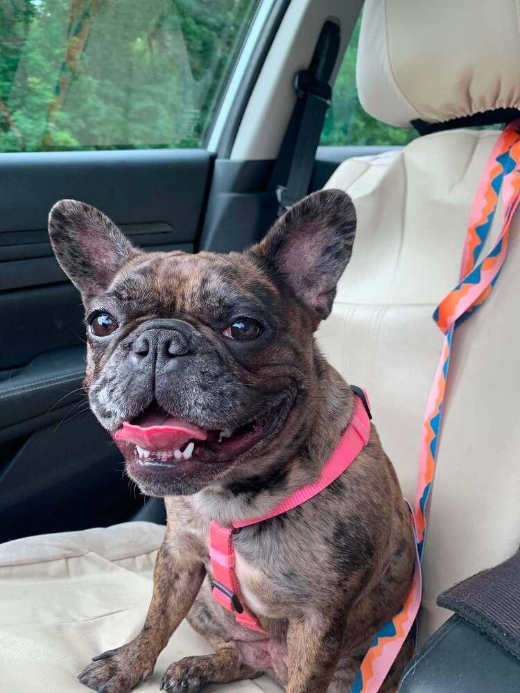 CoCo Chanel, a Adoptable French Bulldog in Heiskell, TN image 5/6