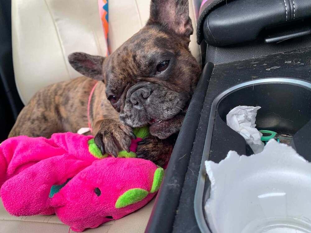 CoCo Chanel, a Adoptable French Bulldog in Heiskell, TN image 6/6