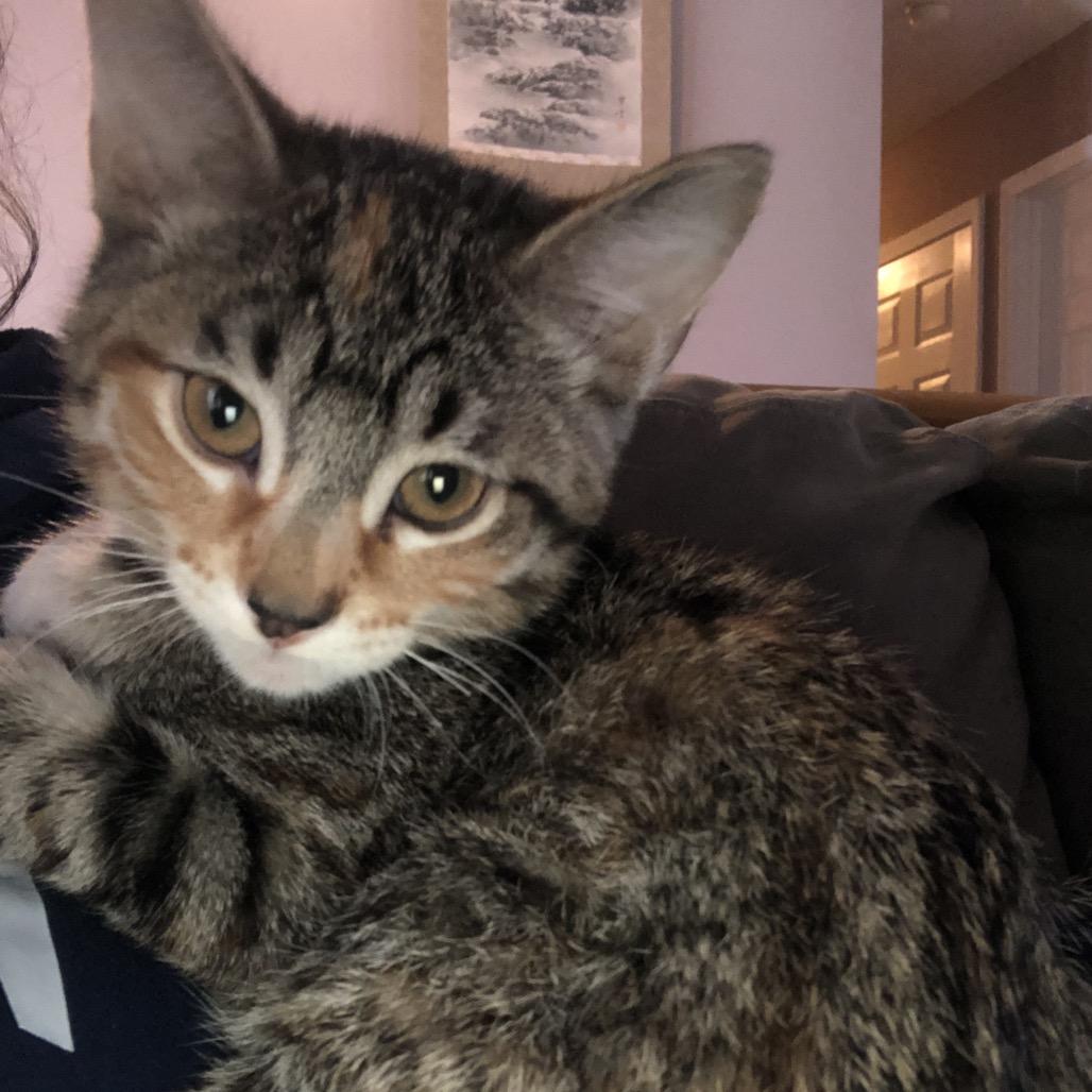 Nigel, Adoptable, Kitten Female Domestic Short Hair.