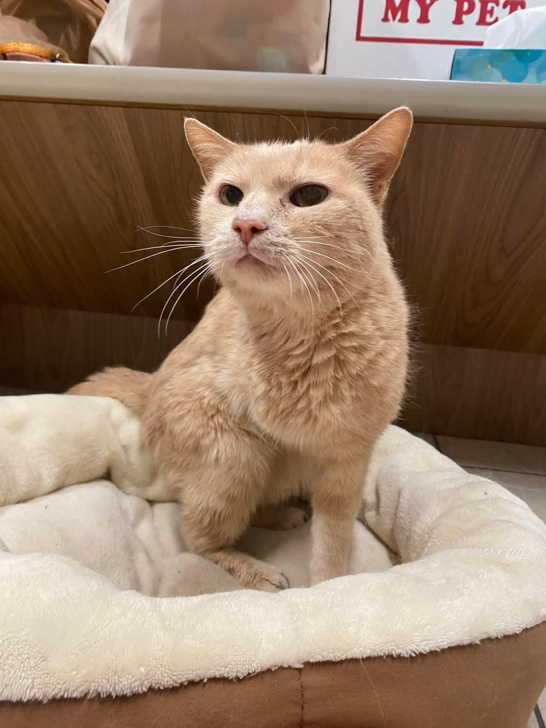 Harold Frederick, a Adoptable Domestic Short Hair in Sterling, VA image 4/5