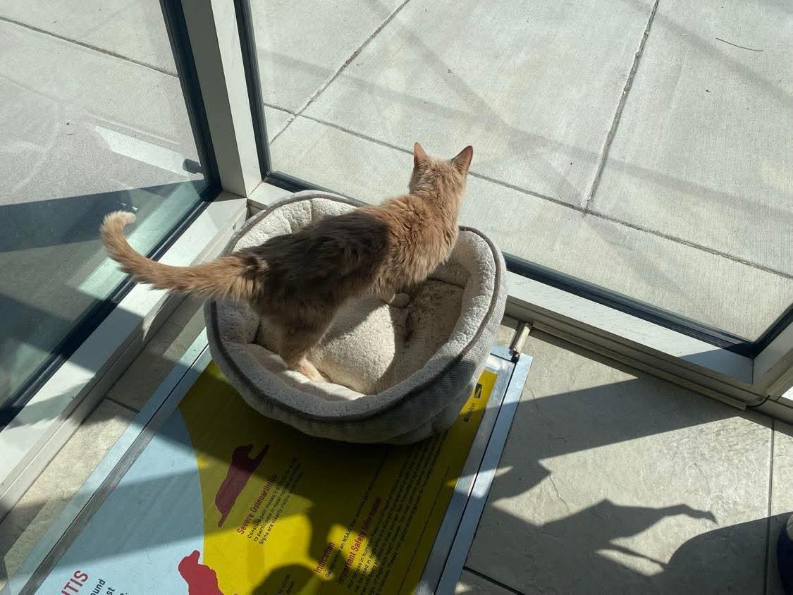 Harold Frederick, a Adoptable Domestic Short Hair in Sterling, VA image 5/5