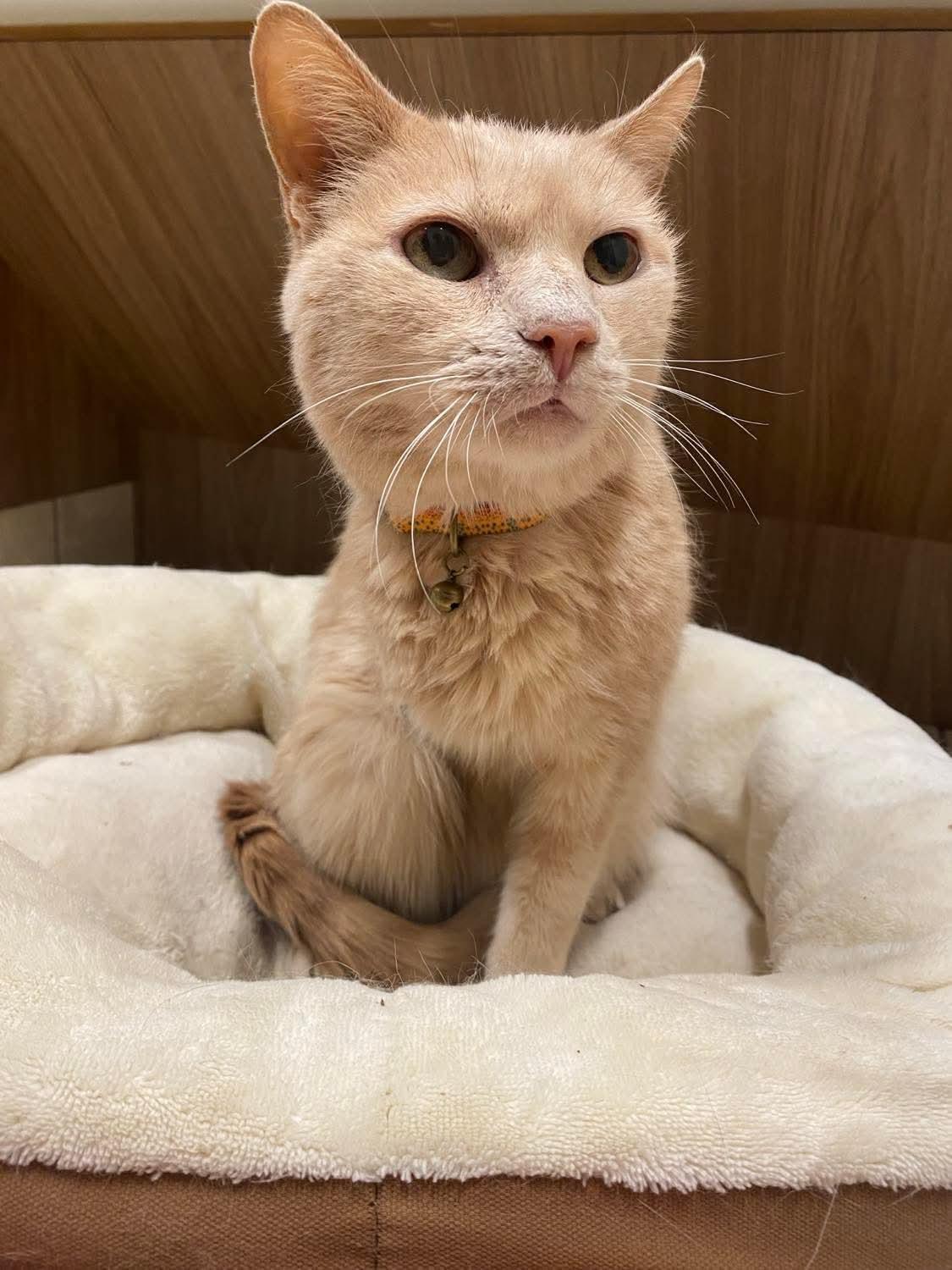 Harold Frederick, a Adoptable Domestic Short Hair in Sterling, VA image 2/5