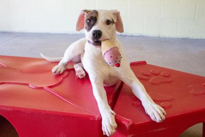 Cosmic Brownie, Adoptable, Young Female Mixed Breed & Mixed Breed.