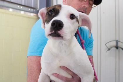 Enlarge Cosmic Brownie, a Adoptable mixed breed in Kansas City, MO image 2/2