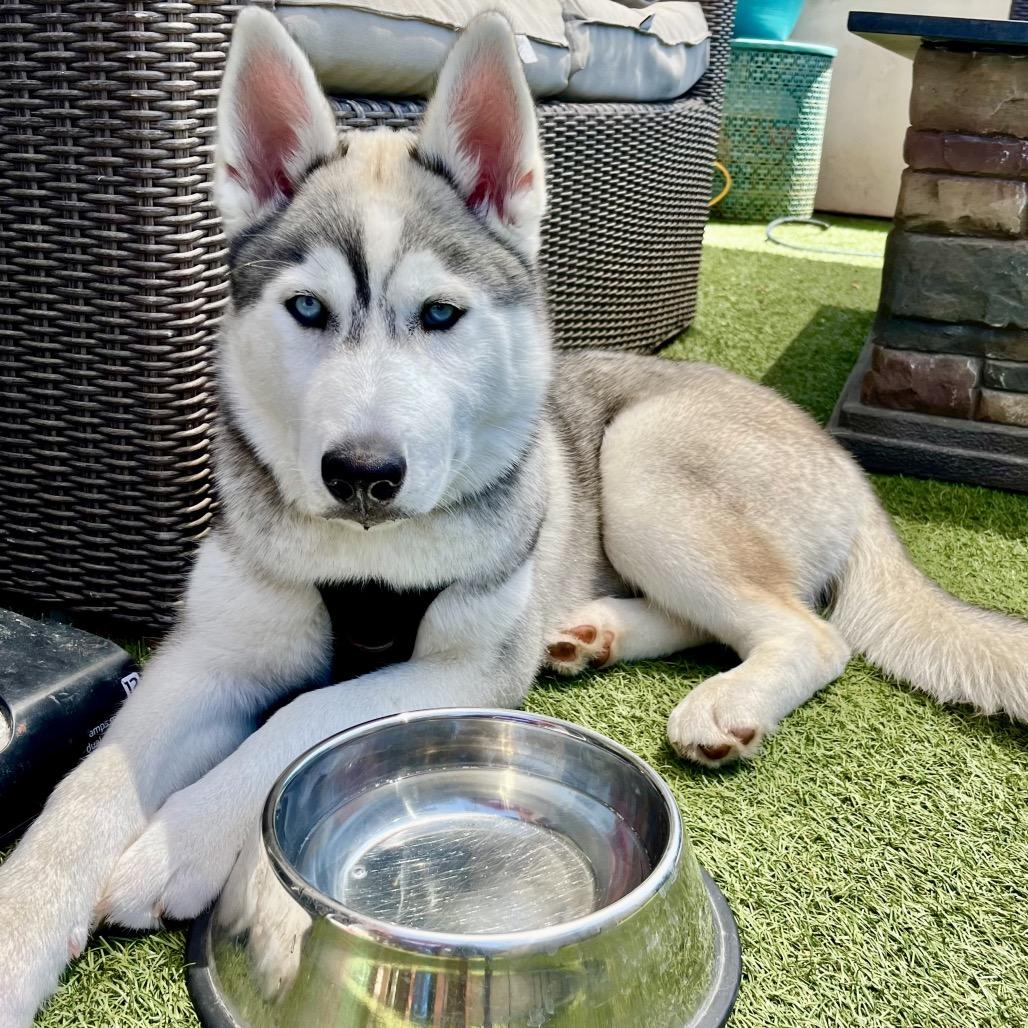 Maya, Adoptable, Adult Female Siberian Husky.