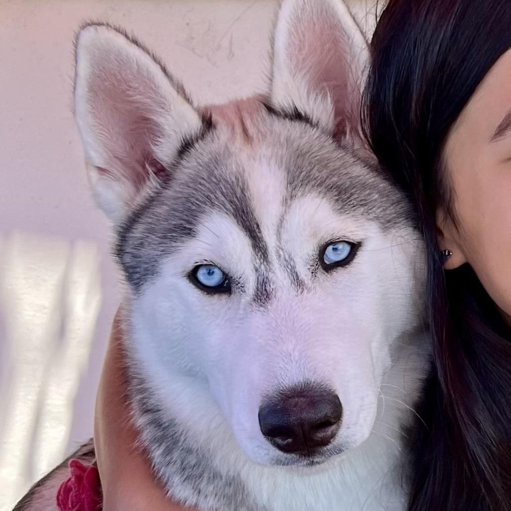 Maya, Adoptable, Adult Female Siberian Husky.