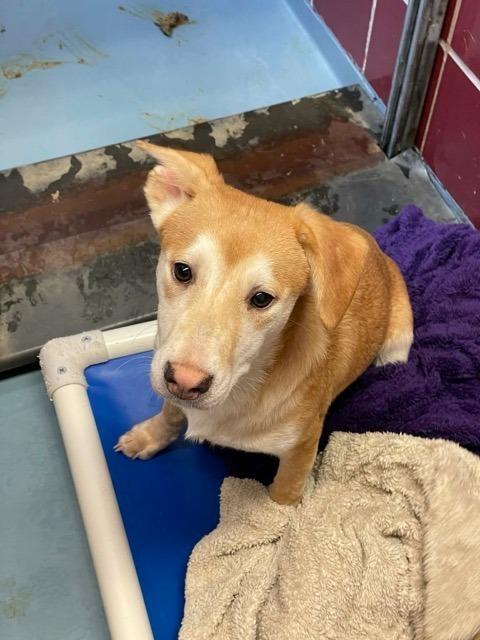 Lucas Boo, Adoptable, Adult Male Shepherd & Labrador Retriever.