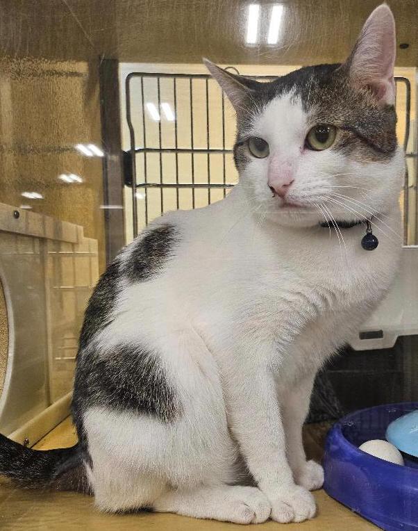 Enlarge Jura, a Adoptable Domestic Short Hair in Tulsa, OK image 1/3