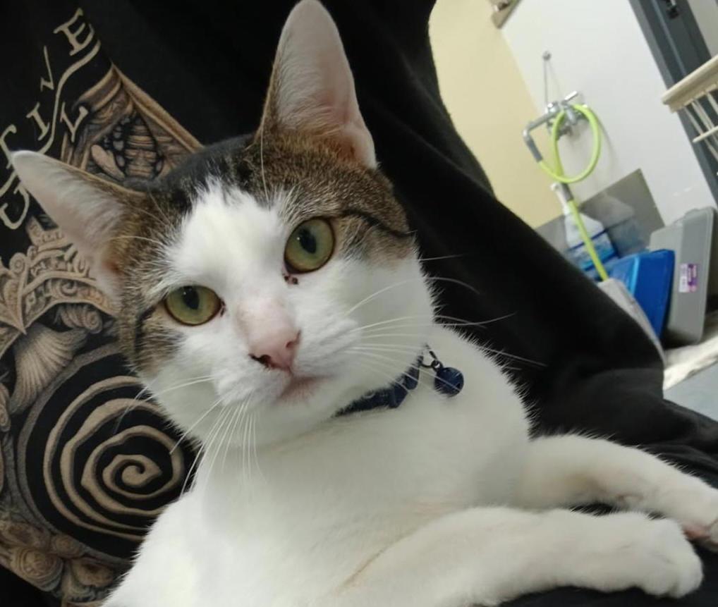 Enlarge Jura, a Adoptable Domestic Short Hair in Tulsa, OK image 2/3