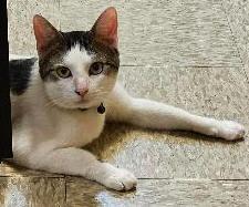 Enlarge Jura, a Adoptable Domestic Short Hair in Tulsa, OK image 3/3