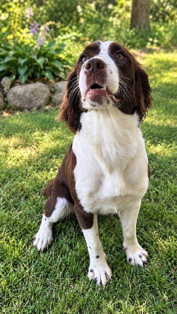 Enlarge Molly, a Adoptable English Springer Spaniel in White River Junction, VT image 1/2