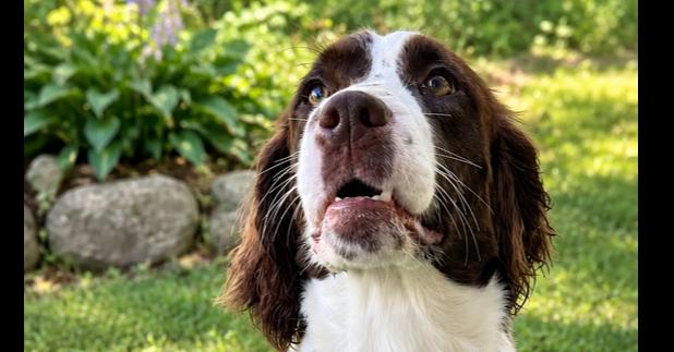 Enlarge Molly, a Adoptable English Springer Spaniel in White River Junction, VT image 2/2