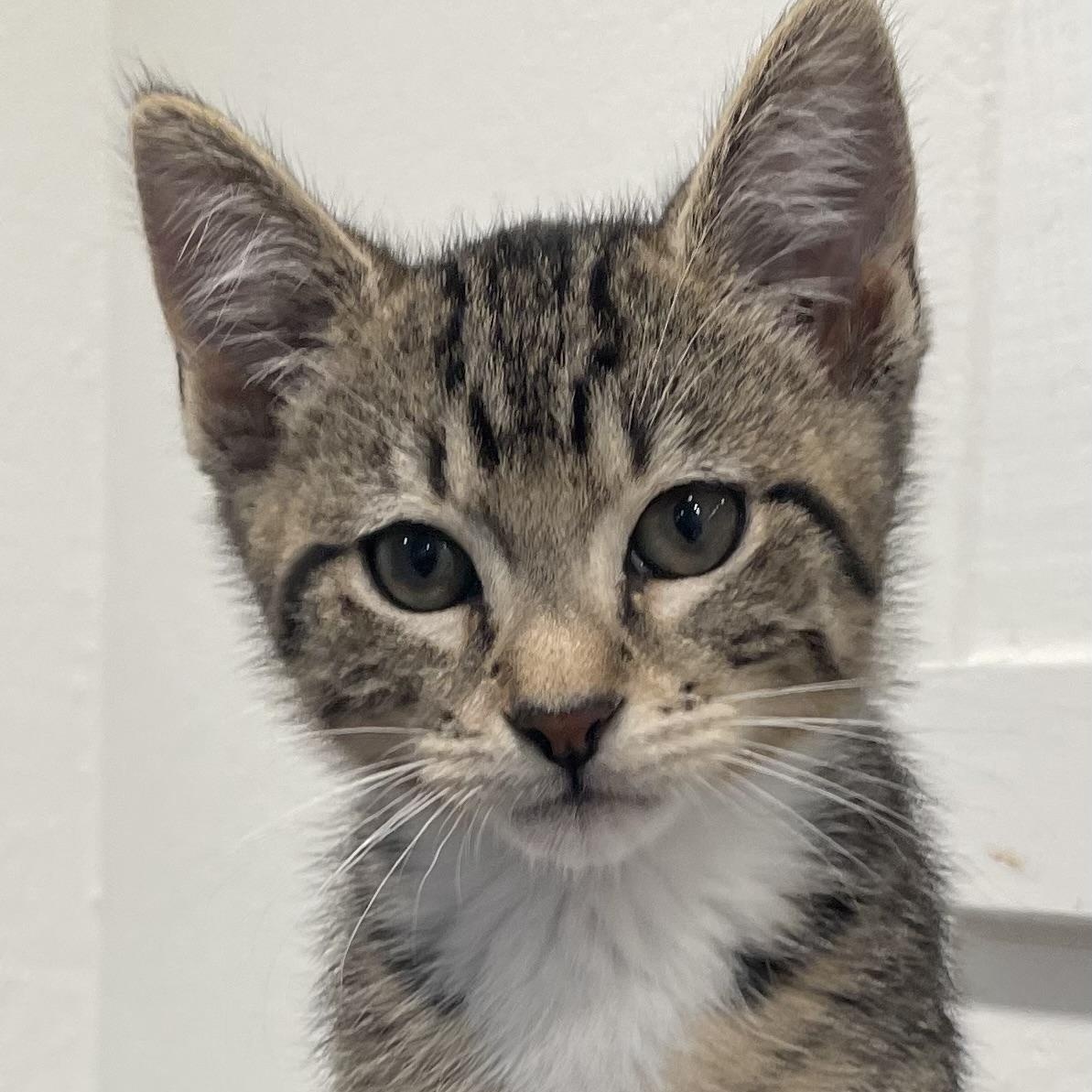 Jaybird, Baby Male Domestic Short Hair