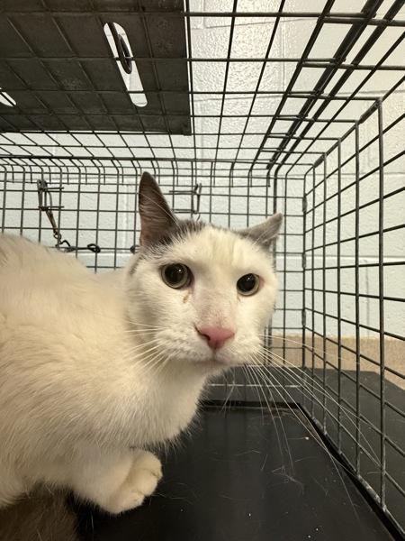 Enlarge Stitch, a Adoptable mixed breed in Millersville, MD image 2/2