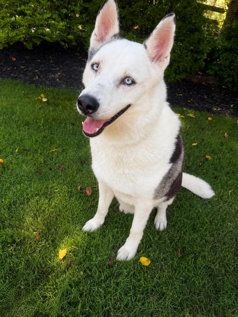Biggie Smalls, a Adoptable Siberian Husky in Cumming, GA image 1/2