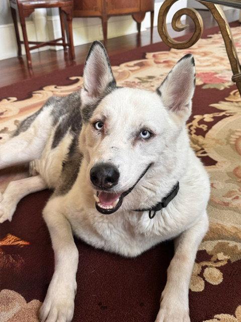 Biggie Smalls, a Adoptable Siberian Husky in Cumming, GA image 2/2