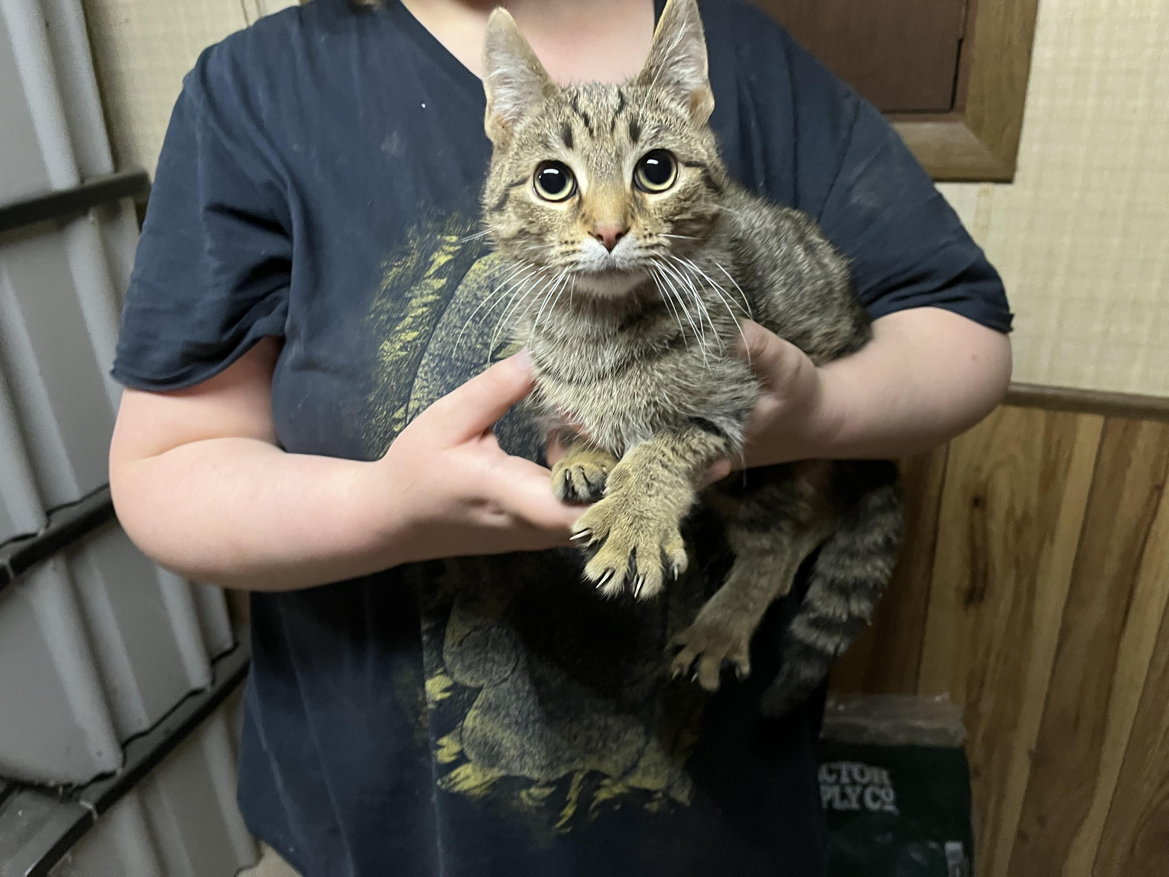 Cookie, a Adoptable mixed breed in Olean , NY image 2/3