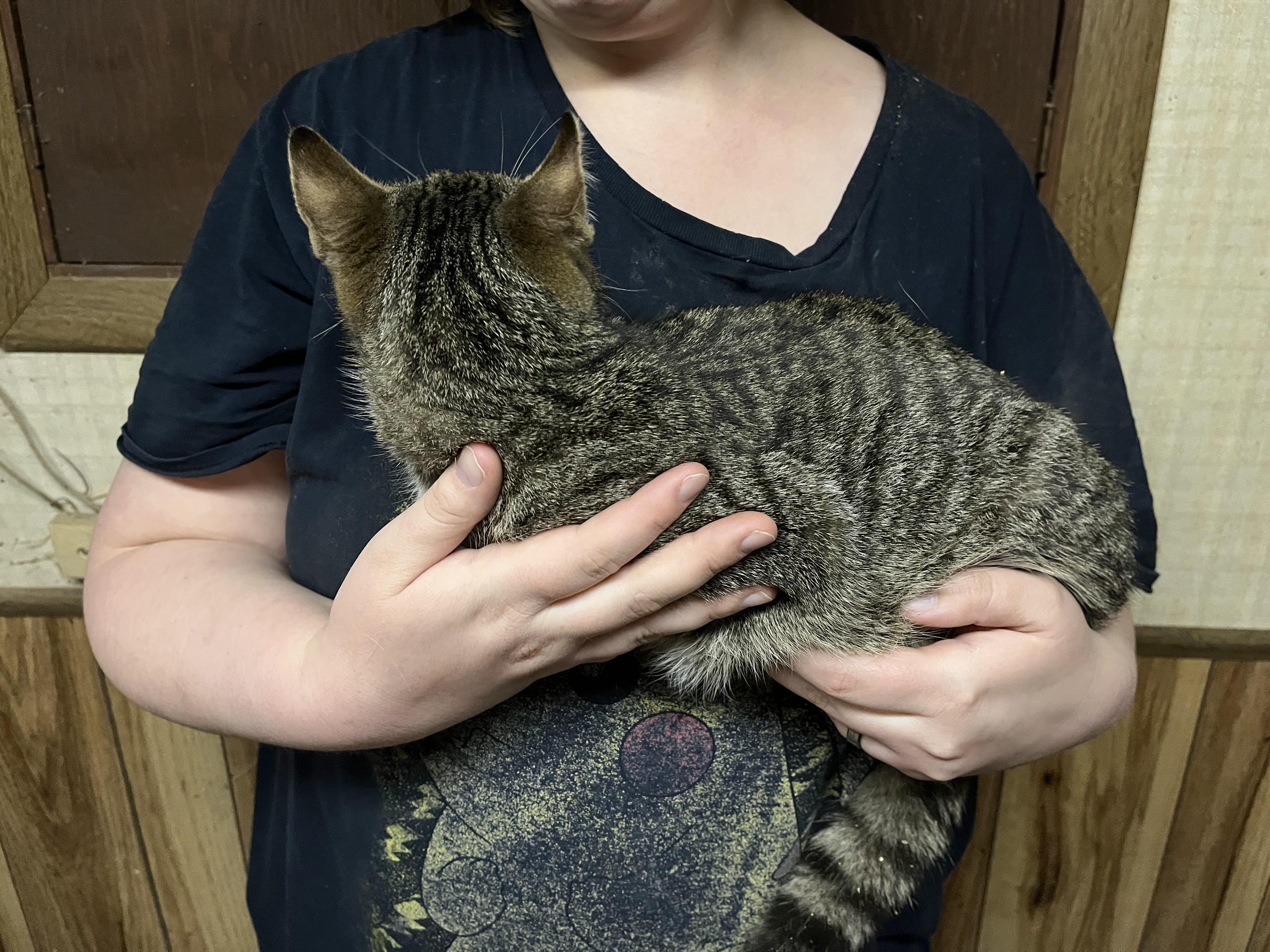 Cookie, a Adoptable mixed breed in Olean , NY image 3/3