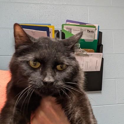 Rajah, ADOPTABLE, Senior Male Domestic Short Hair.