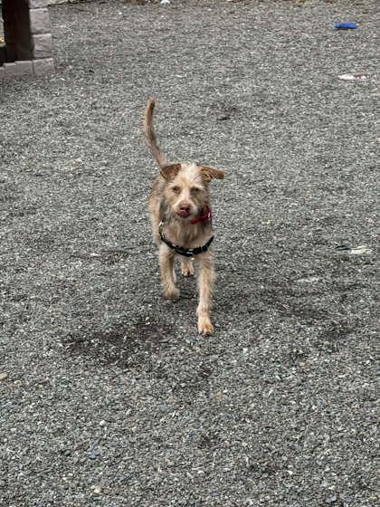 Rascal, Adoptable, Puppy Male Miniature Pinscher & Mixed Breed.