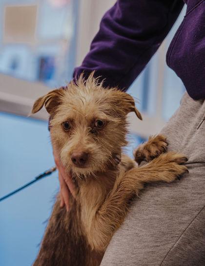 Enlarge Rascal, a Adoptable mixed breed in Elmira, NY image 1/3