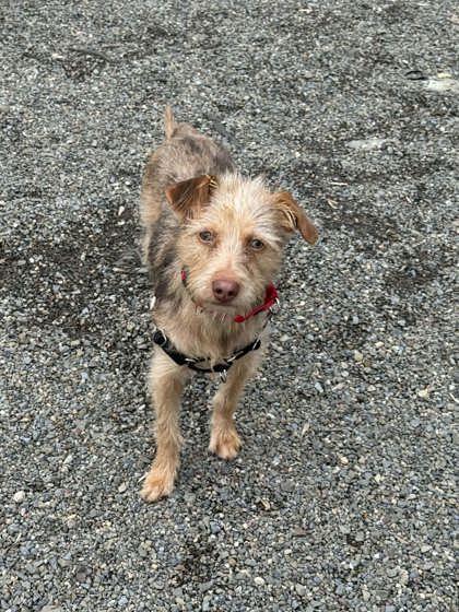 Enlarge Rascal, a Adoptable mixed breed in Elmira, NY image 3/3