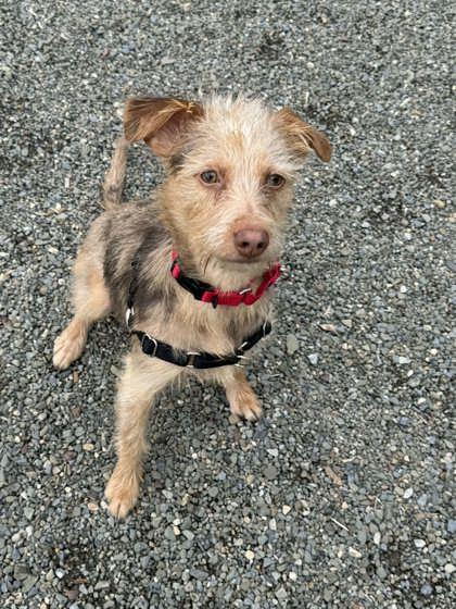 Enlarge Rascal, a Adoptable mixed breed in Elmira, NY image 3/3